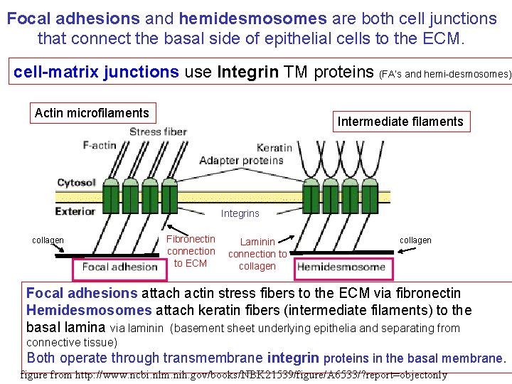 Focal adhesions and hemidesmosomes are both cell junctions that connect the basal side of