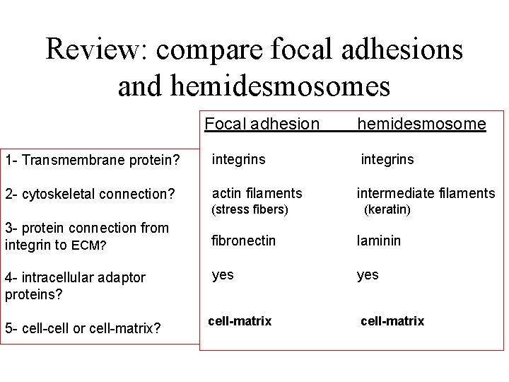 Review: compare focal adhesions and hemidesmosomes Focal adhesion hemidesmosome 1 - Transmembrane protein? integrins