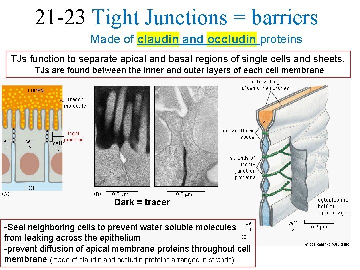 21 -23 Tight Junctions = barriers Made of claudin and occludin proteins TJs function