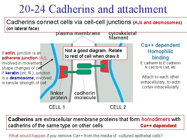 20 -24 Cadherins and attachment Cadherins connect cells via cell-cell junctions (AJs and desmosomes)