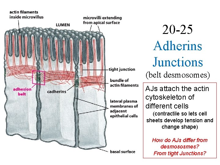 20 -25 Adherins Junctions (belt desmosomes) AJs attach the actin cytoskeleton of different cells