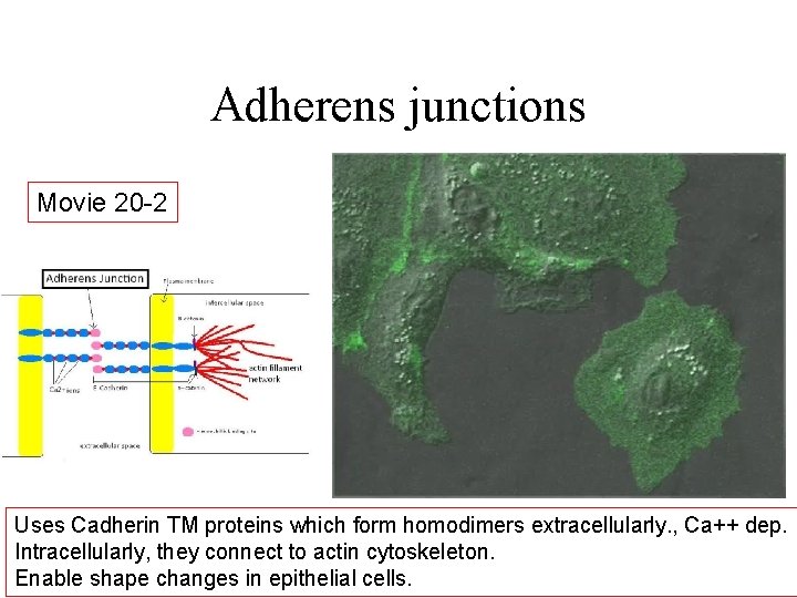 Adherens junctions Movie 20 -2 Uses Cadherin TM proteins which form homodimers extracellularly. ,