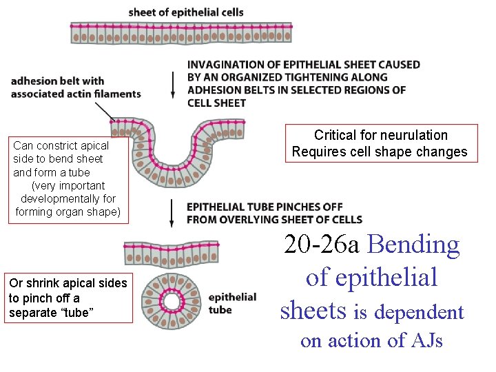 Can constrict apical side to bend sheet and form a tube (very important developmentally