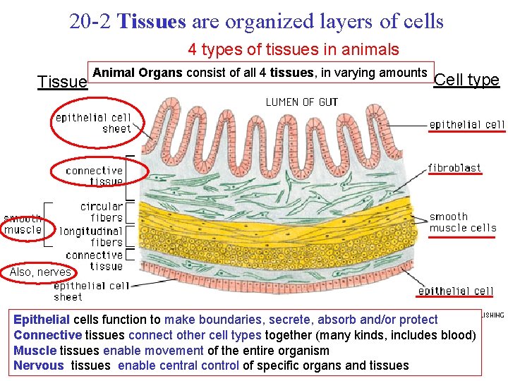20 -2 Tissues are organized layers of cells 4 types of tissues in animals