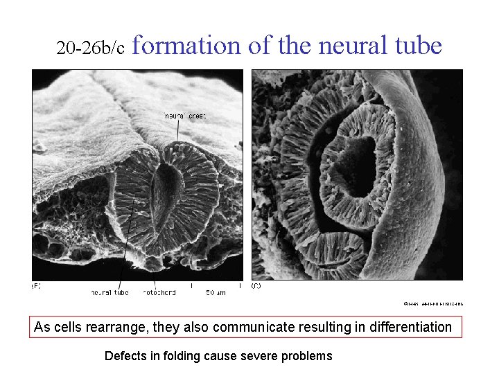 20 -26 b/c formation of the neural tube As cells rearrange, they also communicate