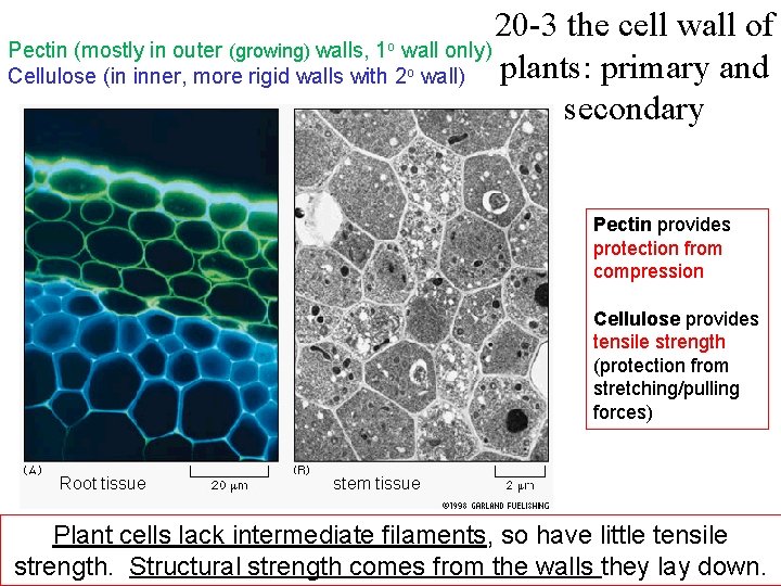 20 -3 the cell wall of Pectin (mostly in outer (growing) walls, wall only)