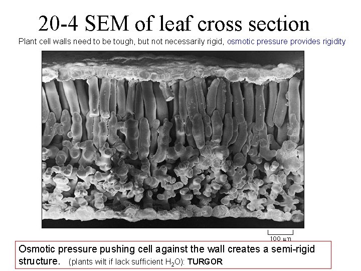 20 -4 SEM of leaf cross section Plant cell walls need to be tough,