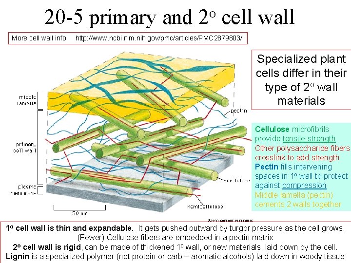 20 -5 primary and More cell wall info o 2 cell wall http: //www.