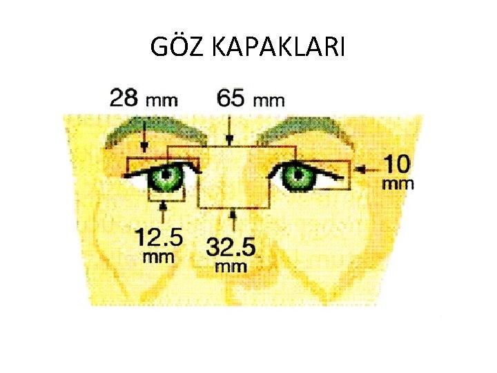 GÖZ KAPAKLARI 