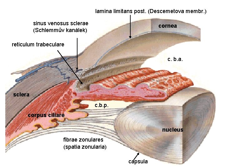 lamina limitans post. (Descemetova membr. ) sinus venosus sclerae (Schlemmův kanálek) cornea reticulum trabeculare