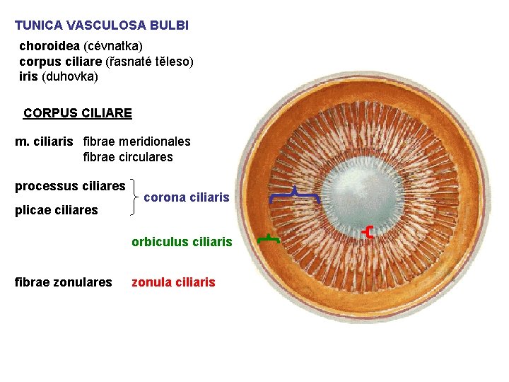 TUNICA VASCULOSA BULBI choroidea (cévnatka) corpus ciliare (řasnaté těleso) iris (duhovka) CORPUS CILIARE m.