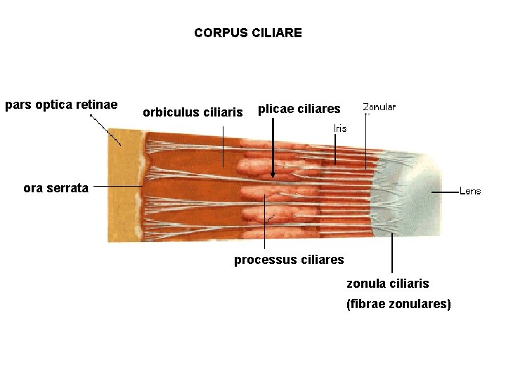 CORPUS CILIARE pars optica retinae orbiculus ciliaris plicae ciliares ora serrata processus ciliares zonula