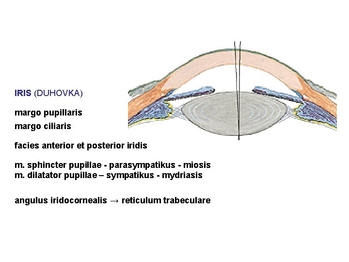 IRIS (DUHOVKA) margo pupillaris margo ciliaris facies anterior et posterior iridis m. sphincter pupillae