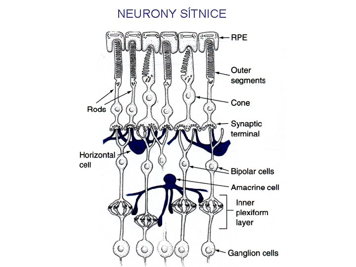 NEURONY SÍTNICE 