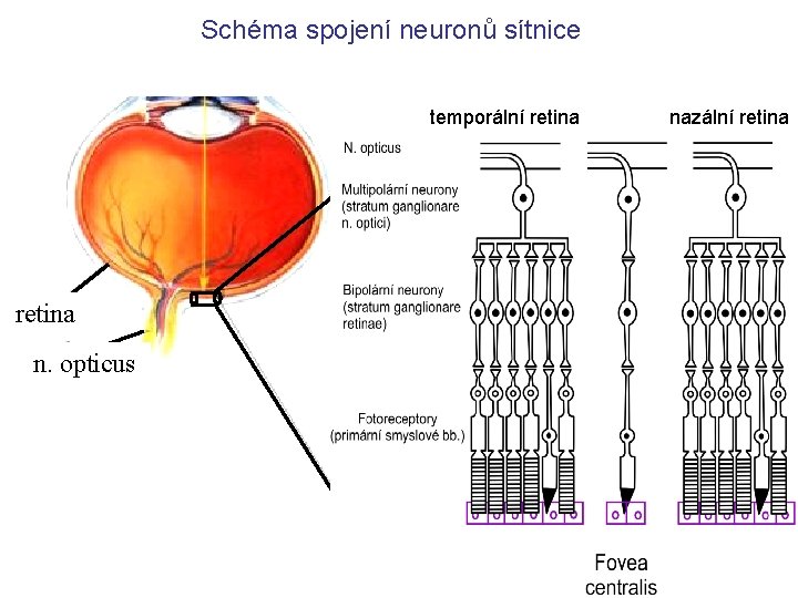 Schéma spojení neuronů sítnice temporální retina n. opticus nazální retina 