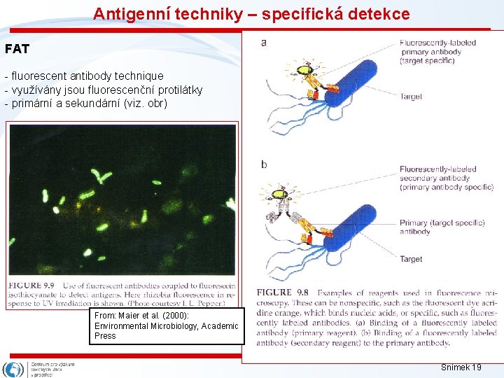 Antigenní techniky – specifická detekce FAT - fluorescent antibody technique - využívány jsou fluorescenční