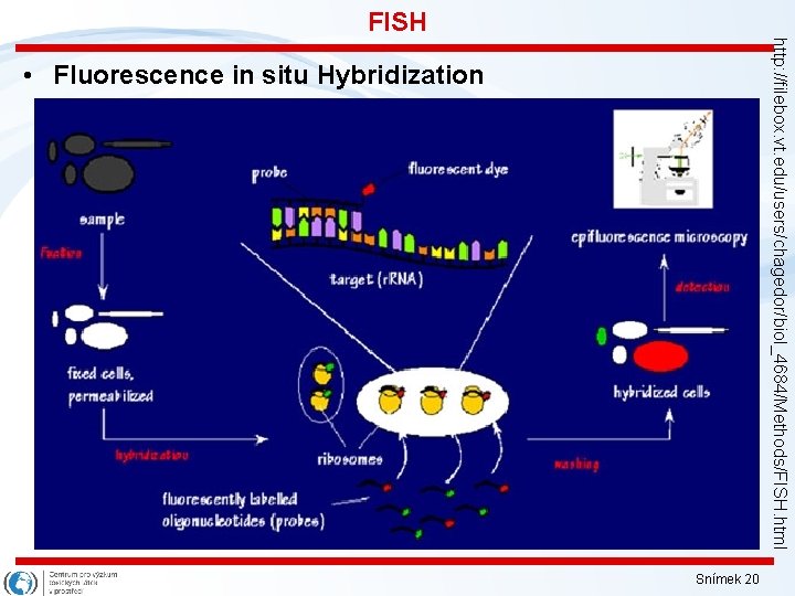 FISH http: //filebox. vt. edu/users/chagedor/biol_4684/Methods/FISH. html • Fluorescence in situ Hybridization Snímek 20 