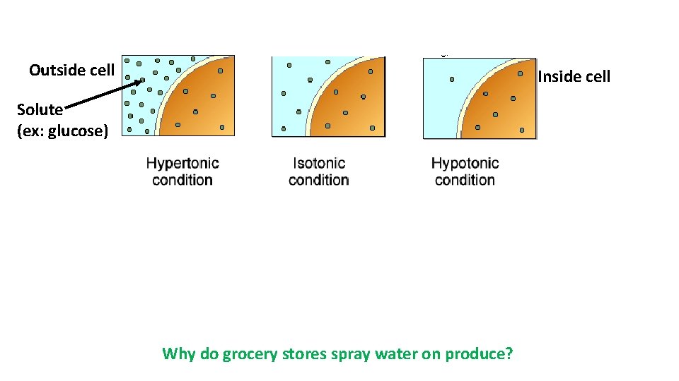Outside cell Inside cell Solute (ex: glucose) Why do grocery stores spray water on