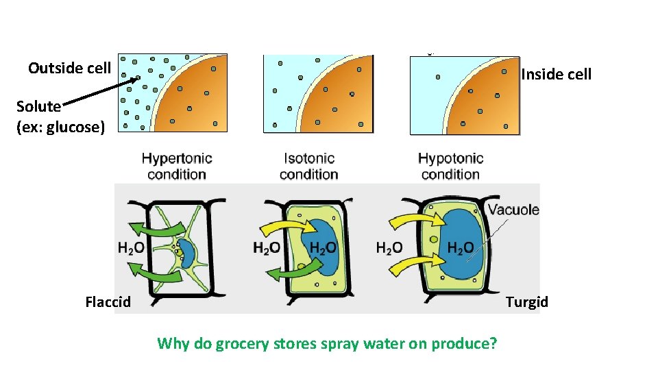 Outside cell Inside cell Solute (ex: glucose) Flaccid Turgid Why do grocery stores spray
