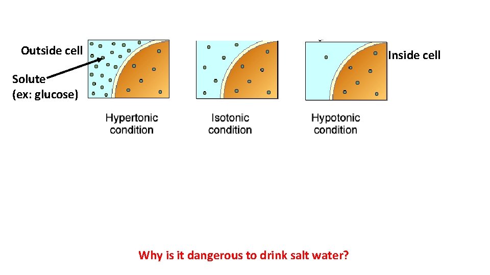Outside cell Inside cell Solute (ex: glucose) Why is it dangerous to drink salt