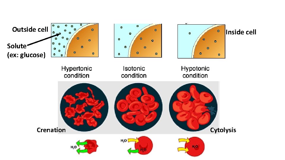 Outside cell Inside cell Solute (ex: glucose) Crenation Cytolysis 