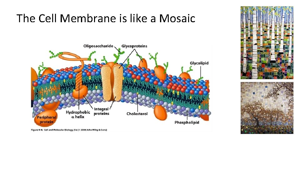 The Cell Membrane is like a Mosaic 