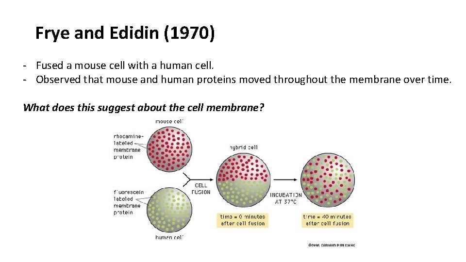 Frye and Edidin (1970) - Fused a mouse cell with a human cell. -