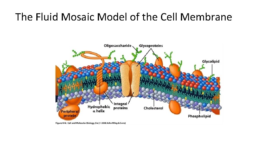 The Fluid Mosaic Model of the Cell Membrane 