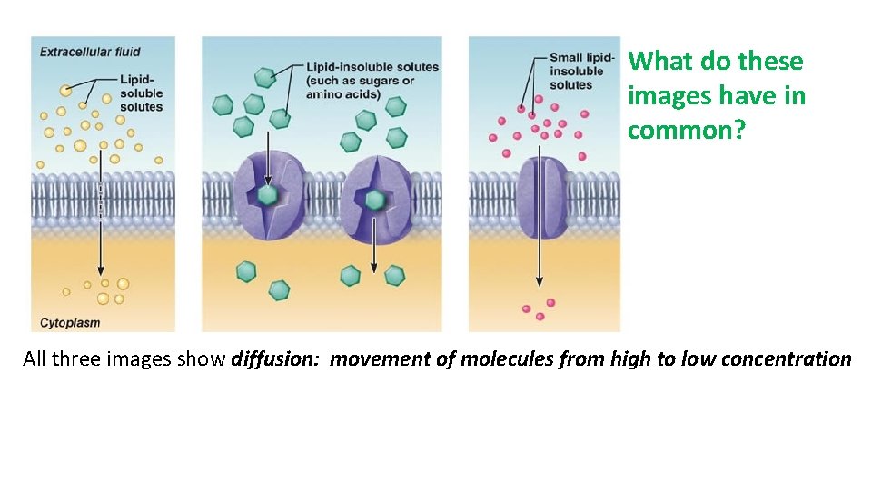 What do these images have in common? All three images show diffusion: movement of