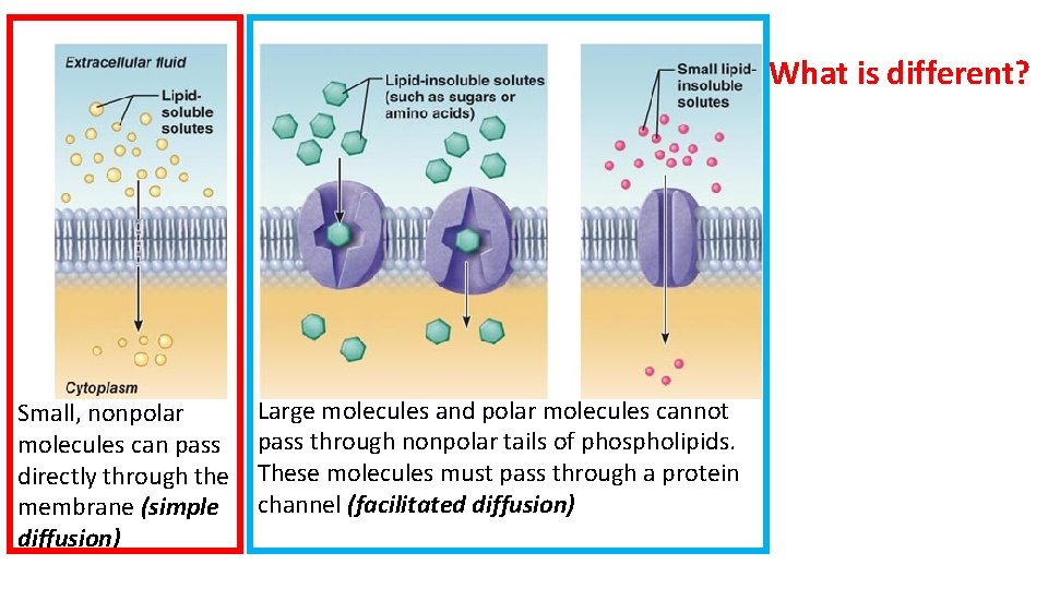 What is different? Small, nonpolar molecules can pass directly through the membrane (simple diffusion)