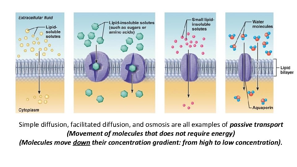 Simple diffusion, facilitated diffusion, and osmosis are all examples of passive transport (Movement of