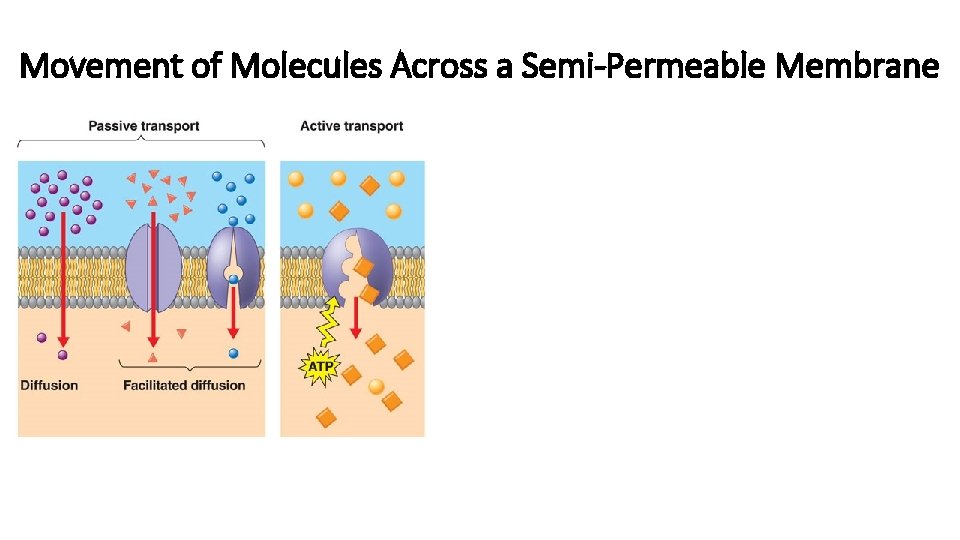 Movement of Molecules Across a Semi-Permeable Membrane 