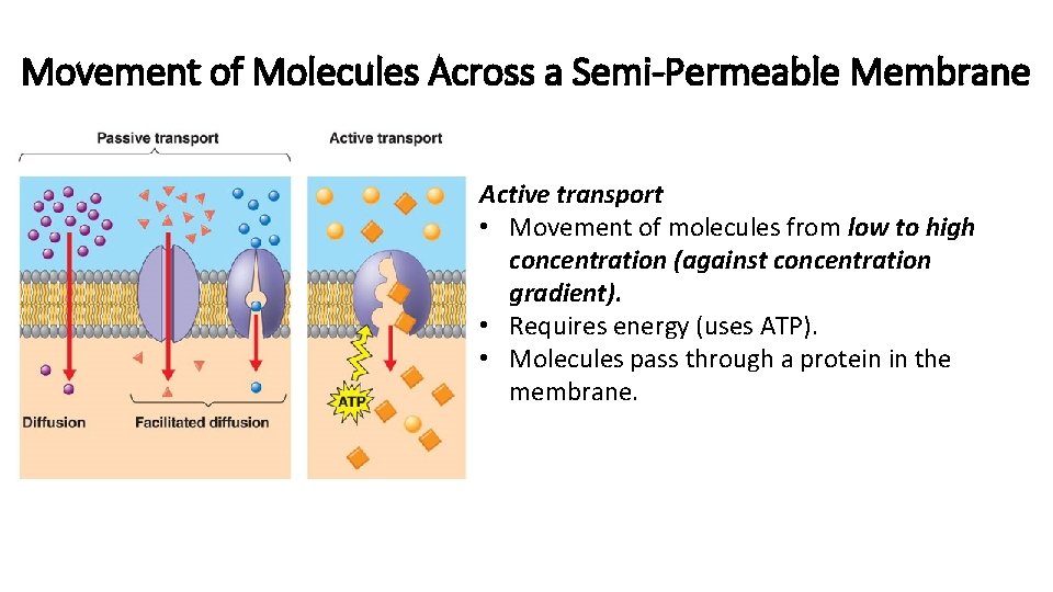 Movement of Molecules Across a Semi-Permeable Membrane Active transport • Movement of molecules from