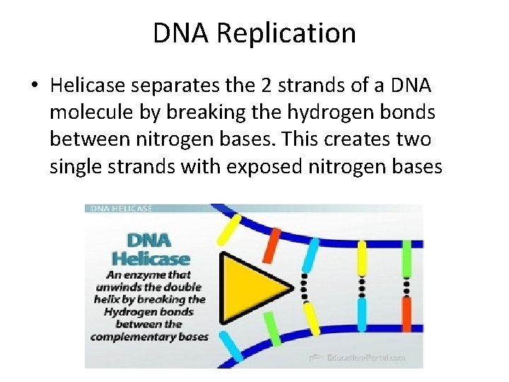 DNA Replication • Helicase separates the 2 strands of a DNA molecule by breaking DNA Replication • Helicase separates the 2 strands of a DNA molecule by breaking