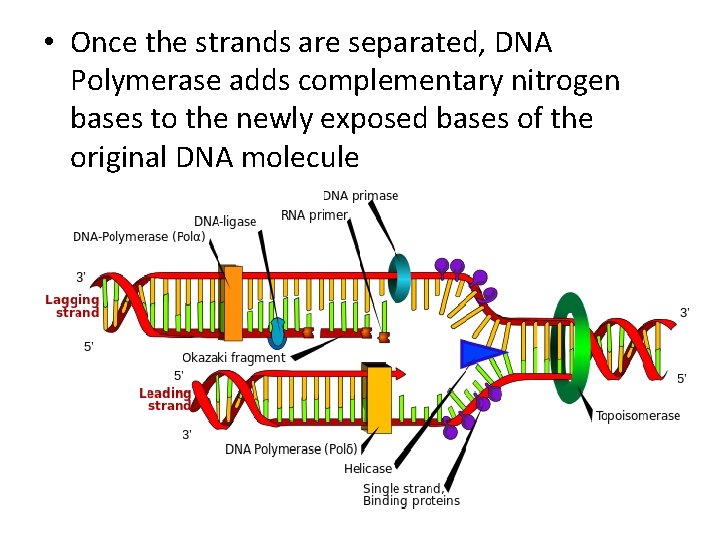 • Once the strands are separated, DNA Polymerase adds complementary nitrogen bases to • Once the strands are separated, DNA Polymerase adds complementary nitrogen bases to