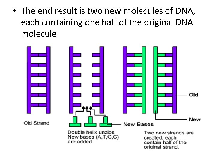 • The end result is two new molecules of DNA, each containing one • The end result is two new molecules of DNA, each containing one