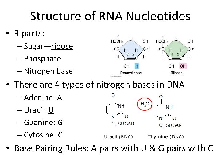 Structure of RNA Nucleotides • 3 parts: – Sugar—ribose – Phosphate – Nitrogen base Structure of RNA Nucleotides • 3 parts: – Sugar—ribose – Phosphate – Nitrogen base