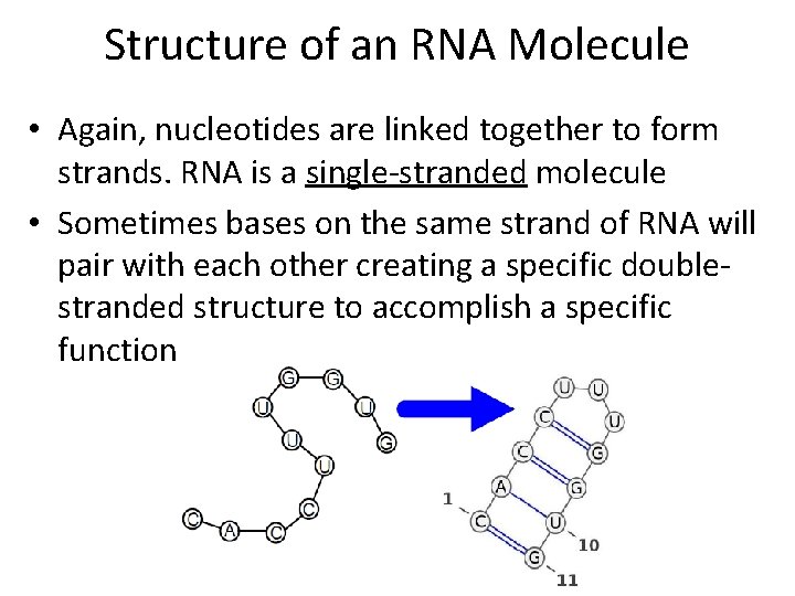 Structure of an RNA Molecule • Again, nucleotides are linked together to form strands. Structure of an RNA Molecule • Again, nucleotides are linked together to form strands.