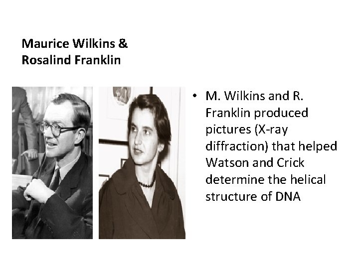 Maurice Wilkins & Rosalind Franklin • M. Wilkins and R. Franklin produced pictures (X-ray Maurice Wilkins & Rosalind Franklin • M. Wilkins and R. Franklin produced pictures (X-ray