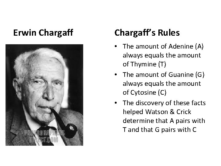 Erwin Chargaff’s Rules • The amount of Adenine (A) always equals the amount of Erwin Chargaff’s Rules • The amount of Adenine (A) always equals the amount of