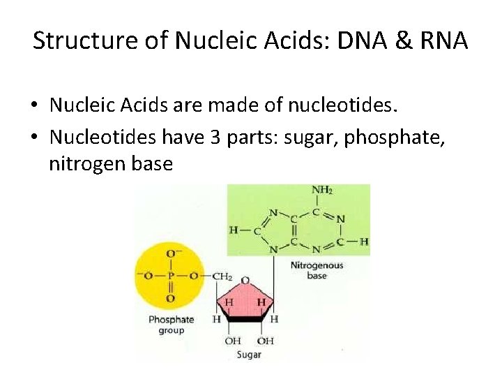 Structure of Nucleic Acids: DNA & RNA • Nucleic Acids are made of nucleotides. Structure of Nucleic Acids: DNA & RNA • Nucleic Acids are made of nucleotides.
