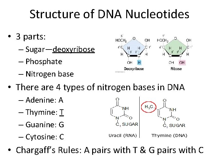 Structure of DNA Nucleotides • 3 parts: – Sugar—deoxyribose – Phosphate – Nitrogen base Structure of DNA Nucleotides • 3 parts: – Sugar—deoxyribose – Phosphate – Nitrogen base