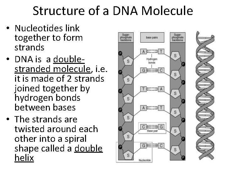 Structure of a DNA Molecule • Nucleotides link together to form strands • DNA Structure of a DNA Molecule • Nucleotides link together to form strands • DNA