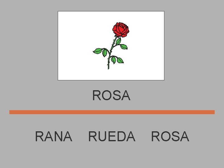 ROSA RANA RUEDA ROSA 