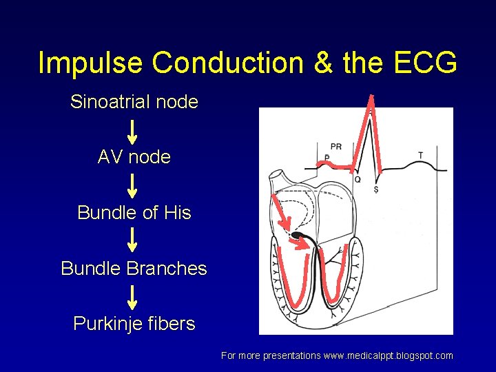 Impulse Conduction & the ECG Sinoatrial node AV node Bundle of His Bundle Branches Impulse Conduction & the ECG Sinoatrial node AV node Bundle of His Bundle Branches