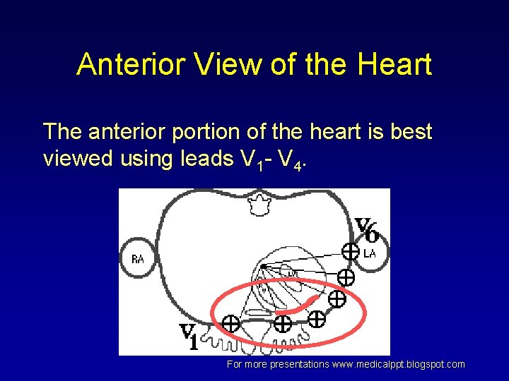 Anterior View of the Heart The anterior portion of the heart is best viewed Anterior View of the Heart The anterior portion of the heart is best viewed