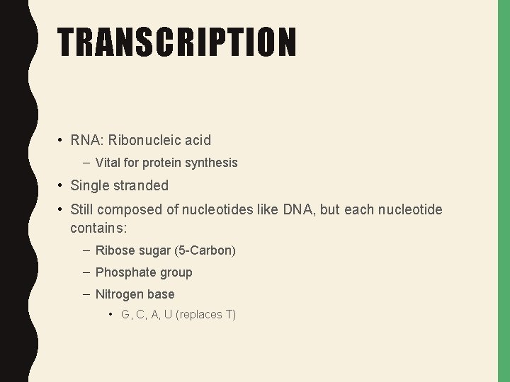 TRANSCRIPTION • RNA: Ribonucleic acid – Vital for protein synthesis • Single stranded • TRANSCRIPTION • RNA: Ribonucleic acid – Vital for protein synthesis • Single stranded •