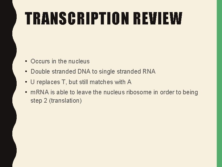 TRANSCRIPTION REVIEW • Occurs in the nucleus • Double stranded DNA to single stranded TRANSCRIPTION REVIEW • Occurs in the nucleus • Double stranded DNA to single stranded