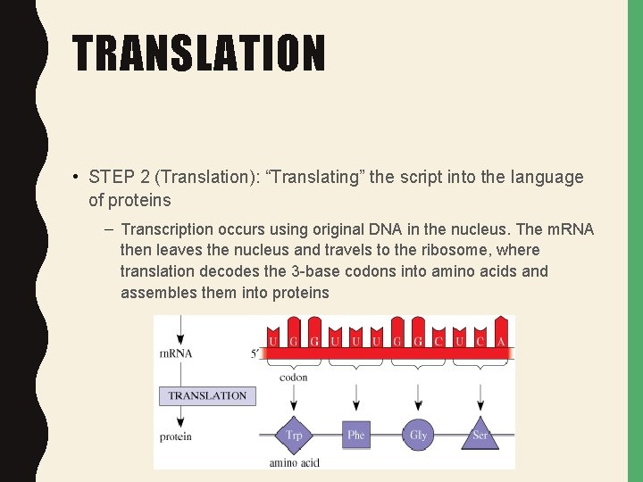 TRANSLATION • STEP 2 (Translation): “Translating” the script into the language of proteins – TRANSLATION • STEP 2 (Translation): “Translating” the script into the language of proteins –