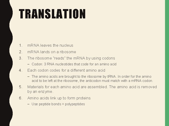 TRANSLATION 1. m. RNA leaves the nucleus 2. m. RNA lands on a ribosome TRANSLATION 1. m. RNA leaves the nucleus 2. m. RNA lands on a ribosome